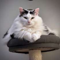 Thumbnail photo of Sweetie - KB #2
