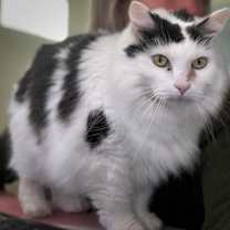 Thumbnail photo of Sweetie - KB #3