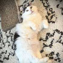 Thumbnail photo of Sweetie - KB #4
