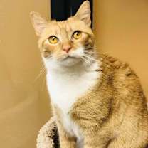 Thumbnail photo of Mango ET #2