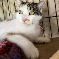 Thumbnail photo of Bonnie the Beauty #2