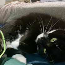 Thumbnail photo of Saba #2