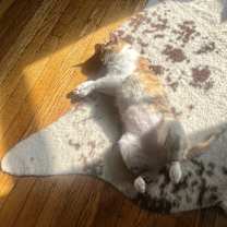 Thumbnail photo of Sweet Potato #2