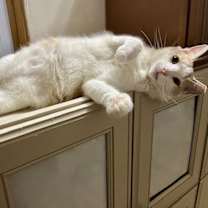 Thumbnail photo of Prince Florence #2