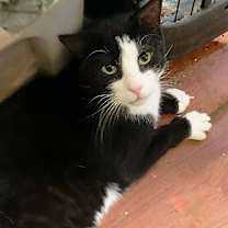 Thumbnail photo of Houdini Handsome #2