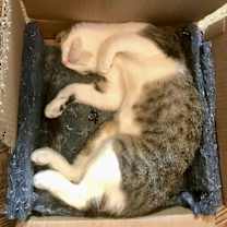 Thumbnail photo of Heron Pentridge #3