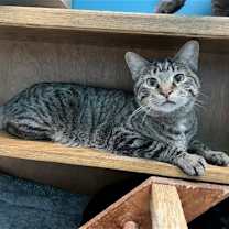 Thumbnail photo of Hardee #2