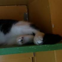 Thumbnail photo of Sugar Plum #4