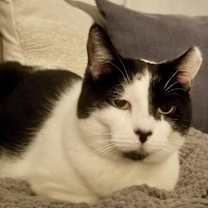 Thumbnail photo of Oreo #4