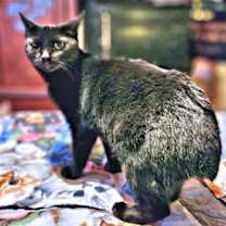 Thumbnail photo of Très #1