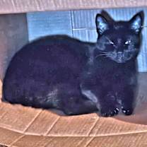 Thumbnail photo of Très #2