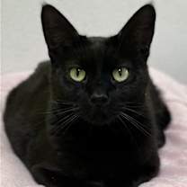 Thumbnail photo of Poppy #1