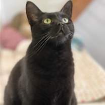 Thumbnail photo of Poppy #2