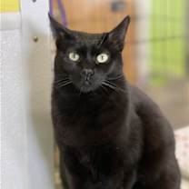 Thumbnail photo of Poppy #4