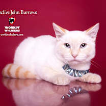 Thumbnail photo of DETECTIVE JOHN BURROWS #2