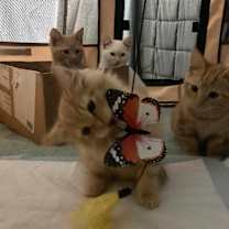 Thumbnail photo of DETECTIVE JOHN BURROWS #3