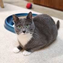 Thumbnail photo of Porscha #1