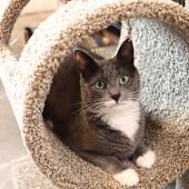 Thumbnail photo of Porscha #2