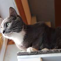 Thumbnail photo of Porscha #3