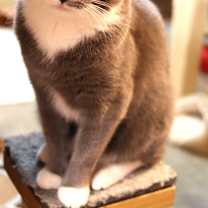 Thumbnail photo of Porscha #4