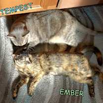 Thumbnail photo of Tempest #3