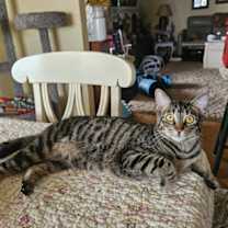 Thumbnail photo of Reggie #3
