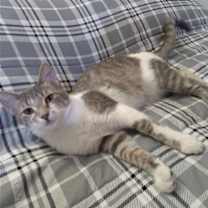 adopt-pet