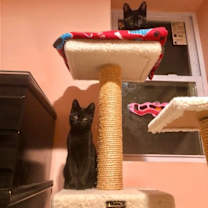 Thumbnail photo of Twilight #3