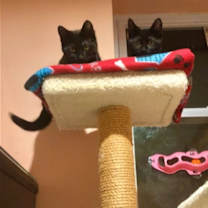 Thumbnail photo of Twilight #4