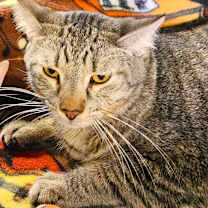 Thumbnail photo of KIT #1