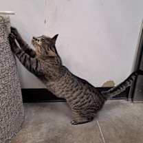 Thumbnail photo of Dory #4