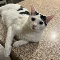 Thumbnail photo of Sugar #3