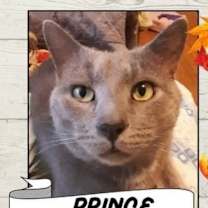 Thumbnail photo of Prince #2