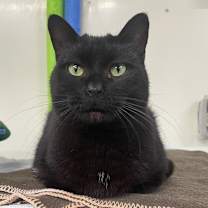 Thumbnail photo of MIMI #1