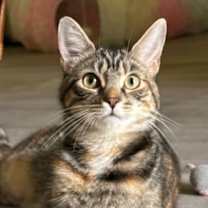 Thumbnail photo of Frostine #1