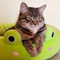 Thumbnail photo of Frostine #4