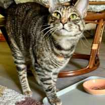 Thumbnail photo of Icelyn #2