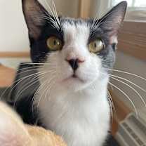 Thumbnail photo of Pippin #1