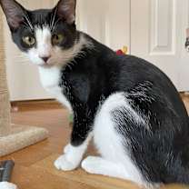 Thumbnail photo of Pippin #2