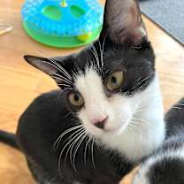 Thumbnail photo of Pippin #3