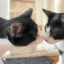 Thumbnail photo of Pippin #4