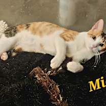 Thumbnail photo of Mia #2