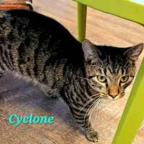 Thumbnail photo of Cyclone #2