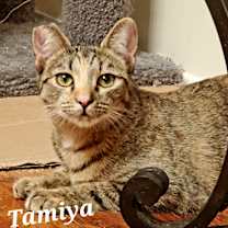 Thumbnail photo of Tamiya #2