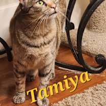 Thumbnail photo of Tamiya #3