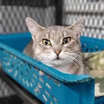 Thumbnail photo of Graymalkin #3