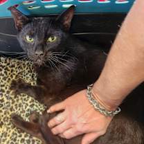 Thumbnail photo of Echo #3