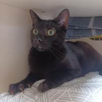 Thumbnail photo of Echo #4