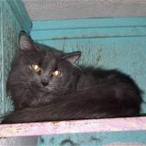 Thumbnail photo of Shadow #3