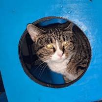 Thumbnail photo of Cotton Candy #2